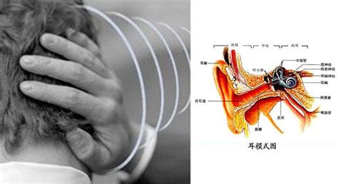 單耳耳鳴|耳朵嗡嗡叫，持續耳鳴怎麼辦？一文看懂「耳鳴」的8。